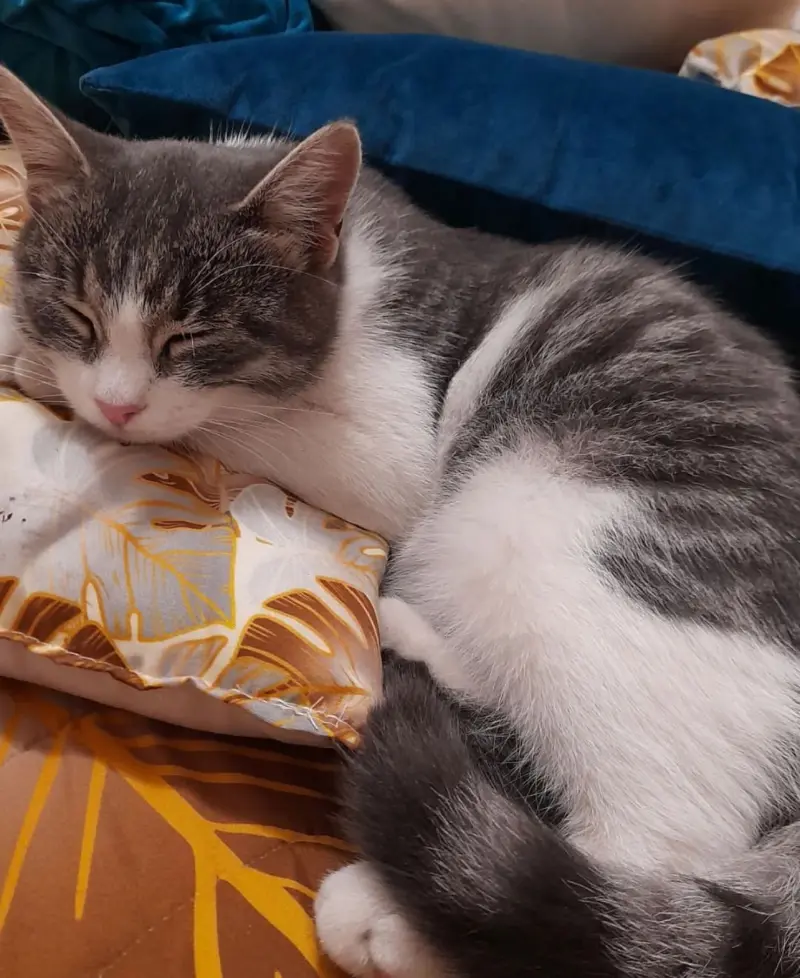 Vinceleo (18) male from DE - sexting partner