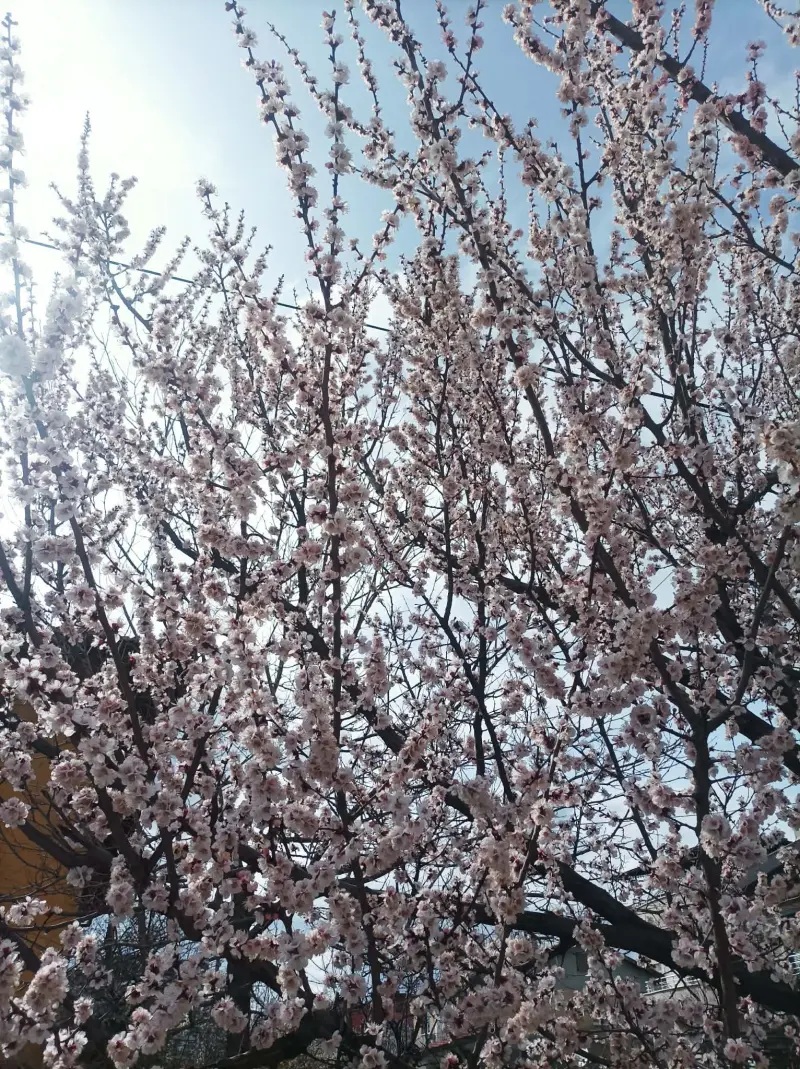 ab6363622 (18) male from NL - sexting partner