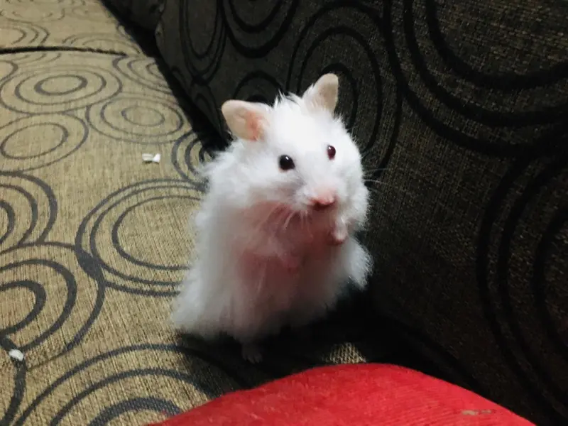 ak9876 (25) male from PK - sexting partner