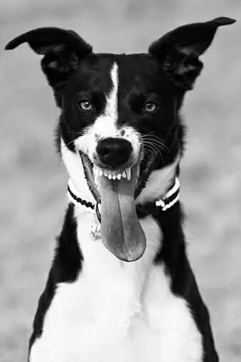 janekmalekjajko from PL