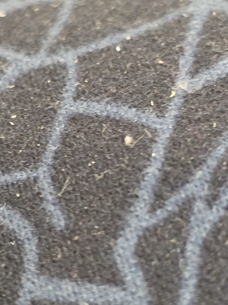 juicywrld6 (18) male from IN - sexting partner