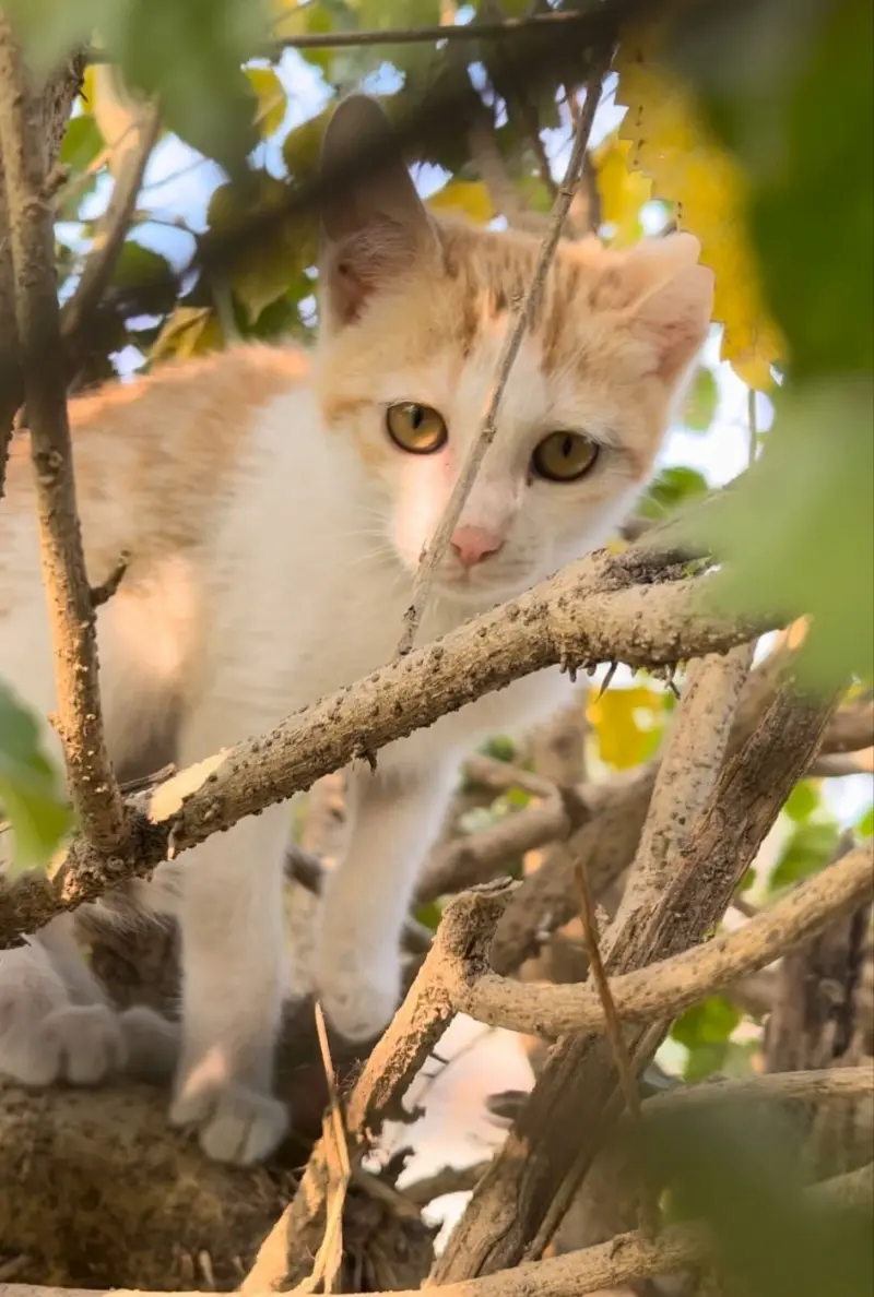 marshel (18) male from IE - sexting partner