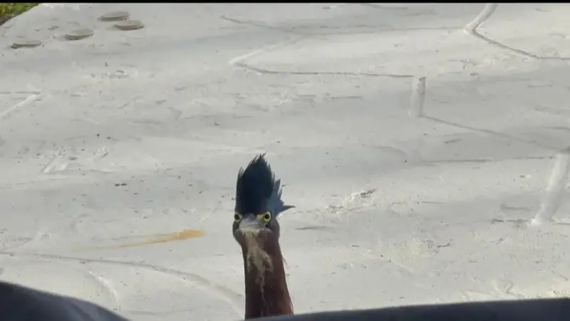 nobgoblinnob (18) male from GB - sexting partner